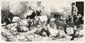 Art And Craft Prints: Goats of the Roman countryside, Rome