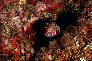 Costa Brava Prints: A goby, redmouth goby (Gobius cruentatus)