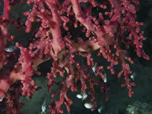 Cnidarians Prints: Godeffroy's soft coral (Siphonogorgia godeffroyi) with small fish in the sea