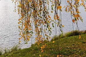 Autumn Leaves Prints: Gold autumn leaves of a weeping willow tree hanging over a Svislach river on a Island of Tears in Minsk
