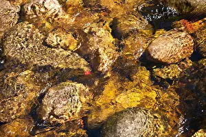 Shimmer Prints: Gold coloured stones in water, Mary Ann Falls, Cape Breton, Canada