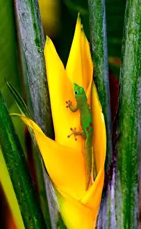 Gecko Prints: Gold dust day gecko Hawaii. Gecko native to Madagascar Introduced into Hawaii