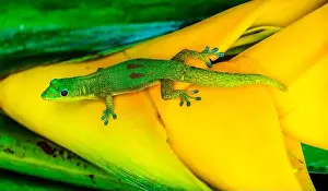 Gecko Prints: Gold dust day gecko Hawaii. Gecko native to Madagascar Introduced into Hawaii