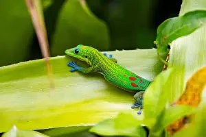 Diurnal Prints: Gold dust day gecko (Phelsuma laticauda)