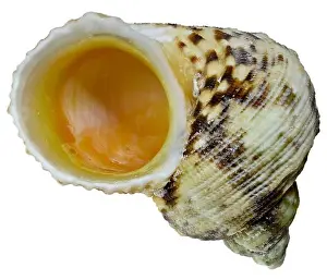Sea Shell Prints: Gold-mouthed Turban / Turbo shell (Turbo Argyrostomus) c4cm across