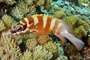Dive Site Prints: Goldblotch grouper (Epinephelus fasciatus)
