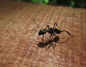 Agressive Prints: Golden Ant in Costa Rica Camponotus sericeiventris