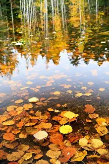 Water Forest Prints: Golden autumn leaves in water and tree reflections in background in autumn season