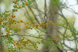 Santa Ana Prints: A Golden Ball Lead Tree Starting to Blossom in Spring in the Santa Ana Wildlife Refuge in Texas