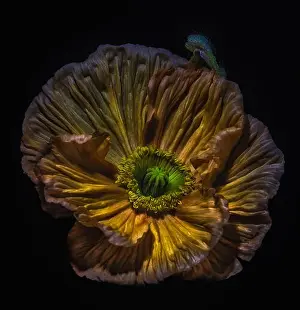 golden, brown, green single isolated satin/silk poppy blossom