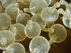 Sections Prints: Golden bubble anemone (Entacmaea quadricolor) in close-up with clear patterns