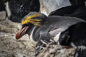 South Atlantic Prints: Golden crested penguin (Eudyptes chrysolophus)
