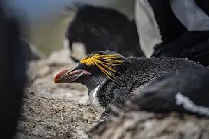 South Atlantic Prints: Golden crested penguin (Eudyptes chrysolophus)