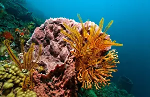 Sponges Prints: Golden Criniod arms (Crinoidea) emerging from Caribbean Barrel Sponge (Xestspongiagia muta)