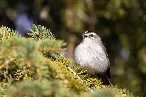 Golden Crowned Prints: golden-crowned kinglet (Regulus satrapa)