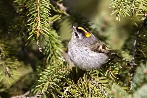 Golden Crowned Prints: golden-crowned kinglet (Regulus satrapa)