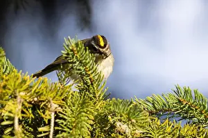 Golden Crowned Prints: golden-crowned kinglet (Regulus satrapa)