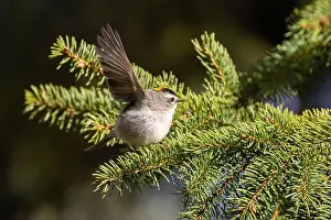 Golden Crowned Prints: golden-crowned kinglet (Regulus satrapa)