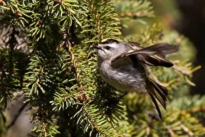 Golden Crowned Prints: golden-crowned kinglet (Regulus satrapa)
