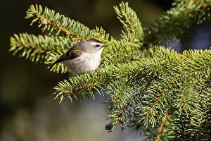 Golden Crowned Prints: golden-crowned kinglet (Regulus satrapa)