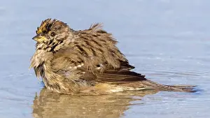 Bay Area Prints: Golden-crowned Sparrow puddle-bathing