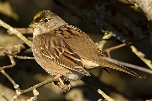 Fraser River Prints: Golden-crowned sparrow (Zonotrichia atricapilla)