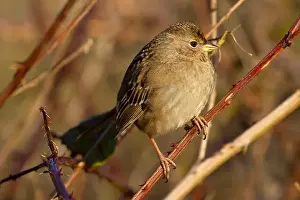 Fraser River Prints: Golden-crowned sparrow (Zonotrichia atricapilla)