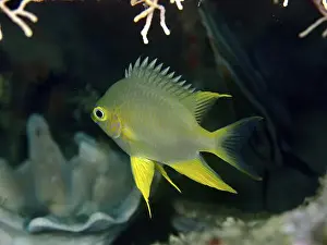 Pomacentridae Prints: A Golden damselfish (Amblyglyphidodon aureus) swimming in front of corals in the sea