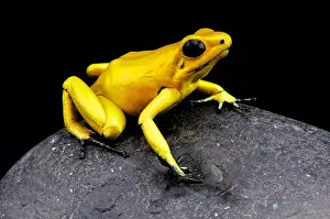 Insectivore Prints: Golden dartfrog / Phyllobates terribilis, most toxic animal in the world