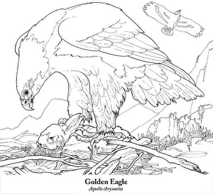 Soaring Prints: Golden Eagle Aquila chrysaetos. Black on white line drawing