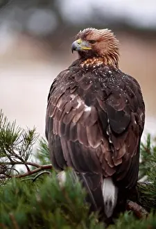 Birds Of Prey Prints: Golden Eagle (Aquila chrysaetos) captive falconer's bird perched in scots pine (Pinus sylvestris) Southern Scotland