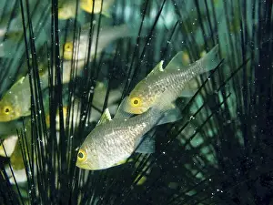 Apogoninae Prints: Golden fish, bannerfin cardinalfish (Ostorhinchus hoevenii)