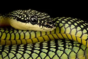 Tree Snake Prints: Golden flying snake (Chrysopelea ornata)