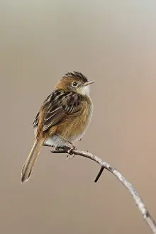 Hong Prints: Golden-headed Cisticola (Cisticola exilis) adult