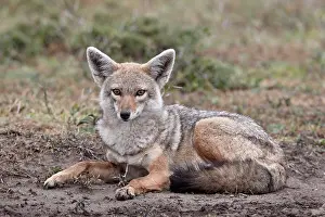 Alertness Prints: Golden jackal (Canisa aureus), Serengeti National Park, Tanzania, East Africa, Africa