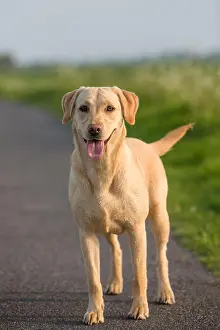 Labrador Prints: A golden Labrador gun dog in training