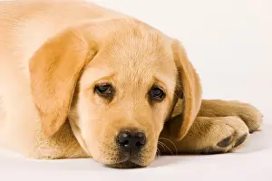 Labrador Prints: Golden Labrador Retriever puppy Canis familiaris Close up portrait of Labrador Popular working dogs