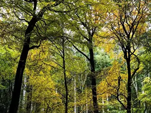 Oxfordshire Prints: Golden Leaves, Autumn Woods, Marks Corner, Oxfordshire, England, UK, GB