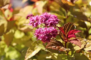 Fall Foliage Prints: Golden leaves and flower buds on a Spirea Shrub