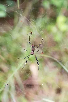 Arachnid Prints: Golden Orb spiders - large female and smaller male in a web