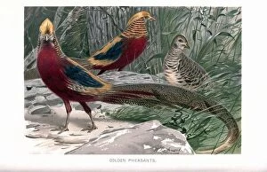 Editor's Picks: The golden pheasant (Chrysolophus pictus), also known as the Chinese pheasant, and rainbow pheasant