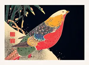 Swallow Prints: Golden Pheasant. Colorful bird illustration on black background by Itō Jakuchū (1716-1800)