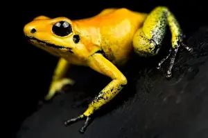 Deadly Prints: The Golden poison dart frog (Phyllobates terribilis) is considered the most poisonous animal on earth
