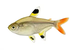 X Ray Prints: Golden pristella tetra Pristella maxillaris X-ray tetra fish isolated on white