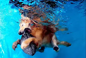 Golden Retriever Prints: Golden Retriever Dog (Canis lupus familiaris) swimming in a pool and playing with his Toy