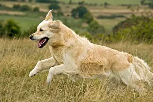 Golden Retriever Prints: Golden Retriever dog running