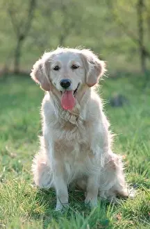 Golden Retriever (mammals) (animals) (domestic dog) (pet) (outside) (outdoor) (frontal) (head-on) (from front) (back light) (meadow) (panting)