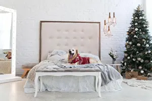 Napping Prints: Golden retriever puppy dog in luxurious bright colors classic eclectic bedroom with king-size bed