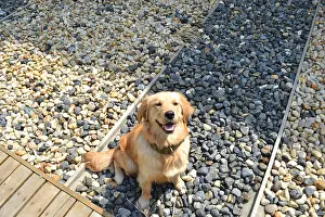 Heartwarming Prints: a golden retriever is sitting on cobblestones looking up with a heartwarming and joyful smile