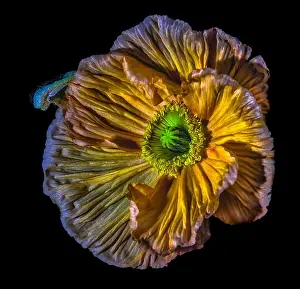 Golden satin/silk poppy blossom surrealistic macro portrait